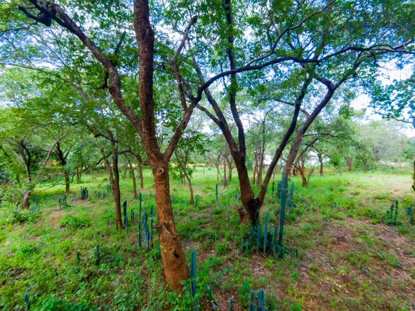 Stands & Residential Land