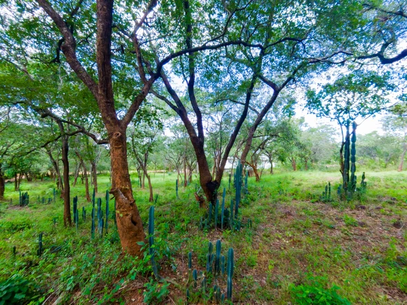 Stands & Residential Land