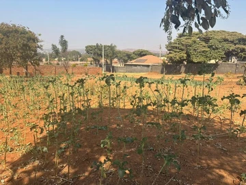 Stands & Residential Land